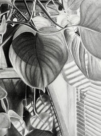 A black and white charcoal drawing of a hanging potted plant with strong shadows.